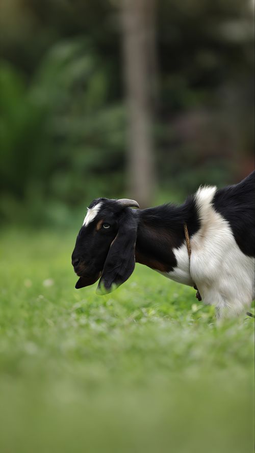 Free A black and white goat grazing peacefully in a lush green field in Kerala, India. Stock Photo