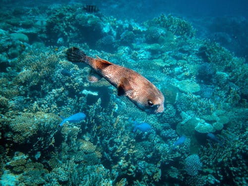 Brown Fish Underwater