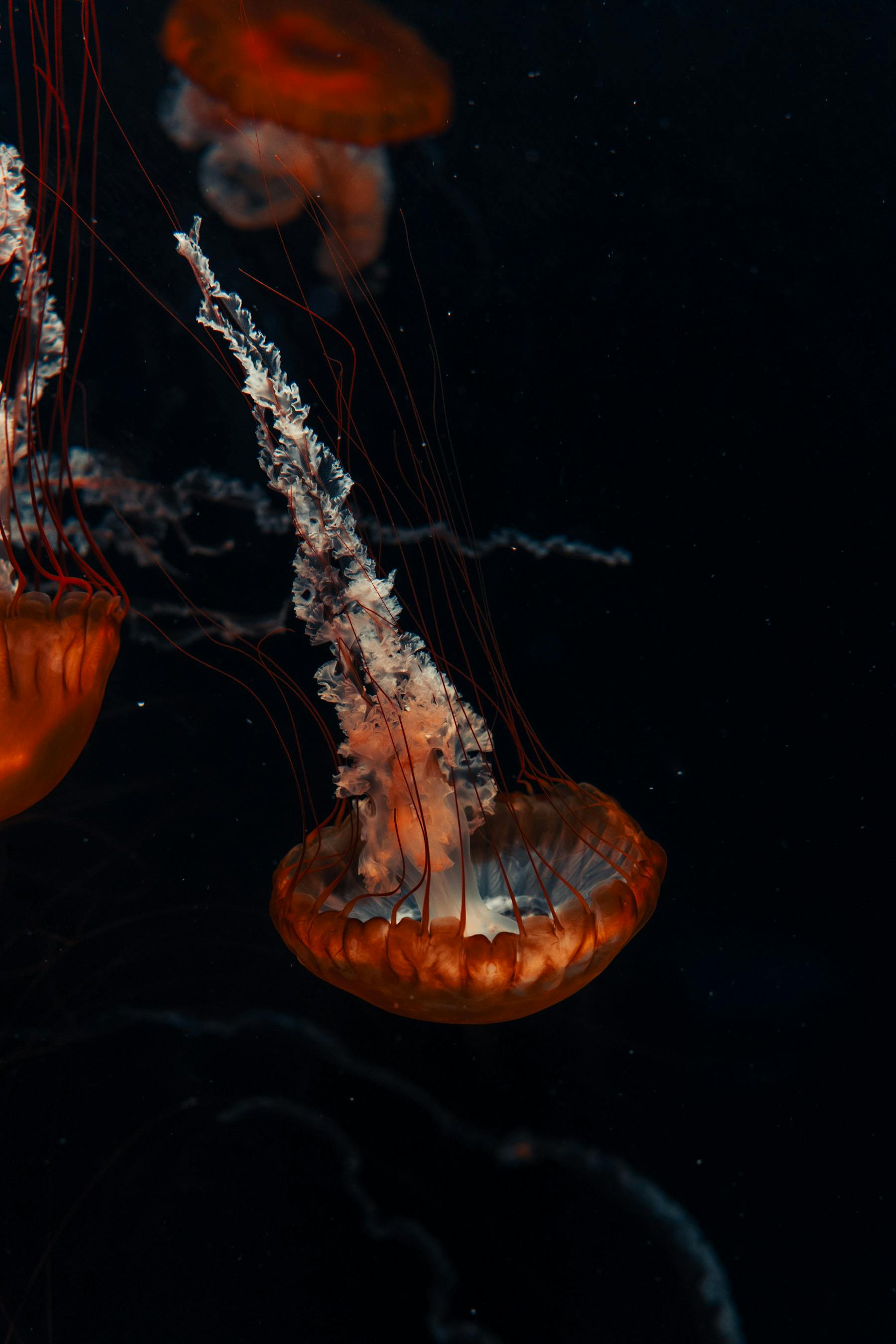 Vivid orange jellyfish swimming gracefully in a dark, aquatic habitat.