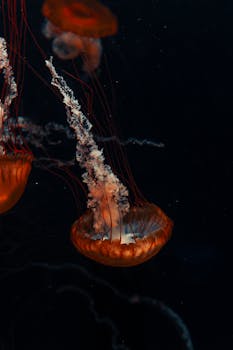 Vivid orange jellyfish swimming gracefully in a dark, aquatic habitat.