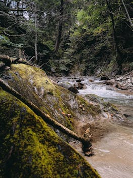 A tranquil stream flows through a lush forest with moss-covered rocks, evoking peace and nature.