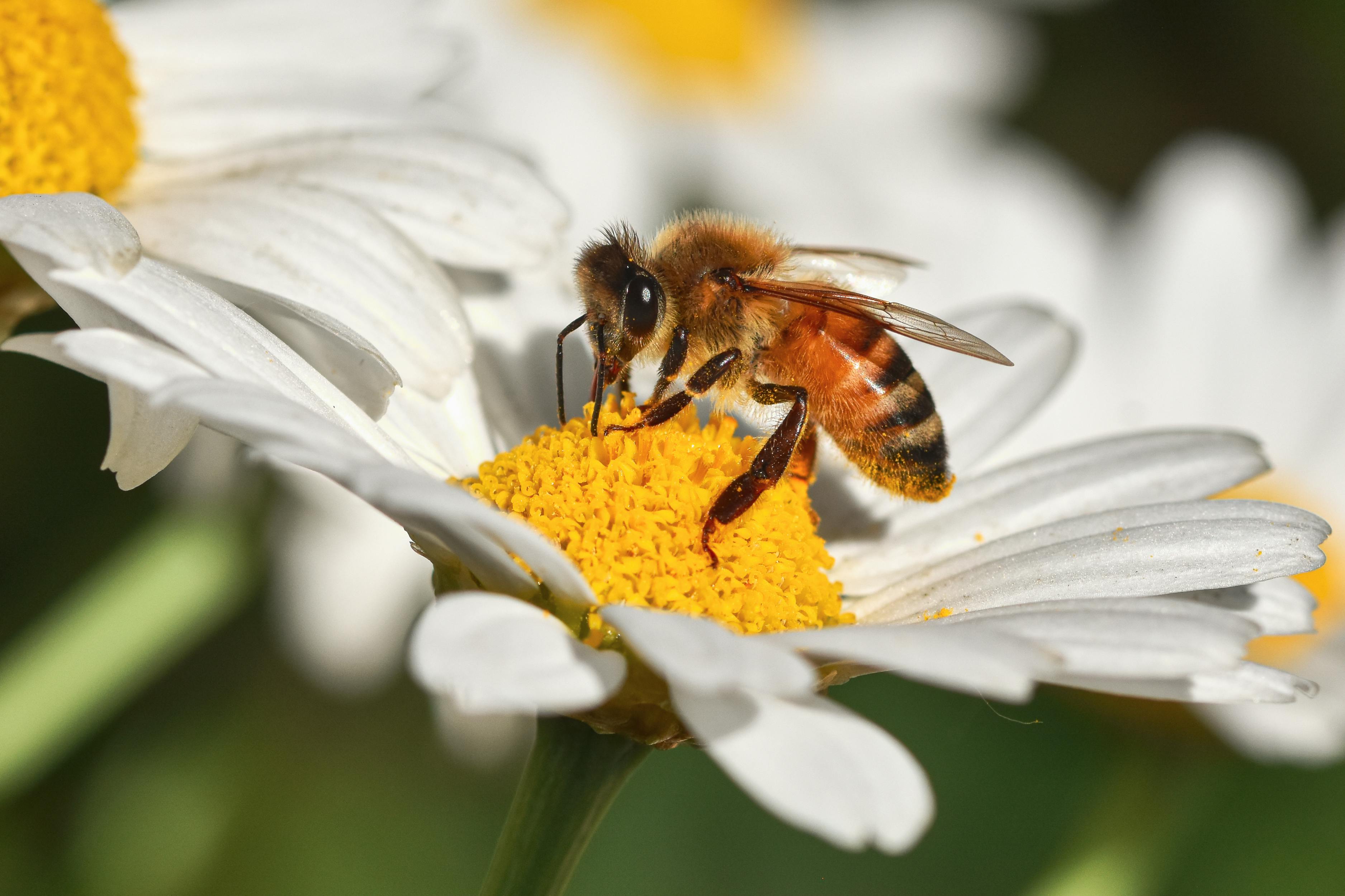 Ark Valley Civics Bee Competition to Send Three Local Students to State — Photo by Alexas Fotos on Pexels