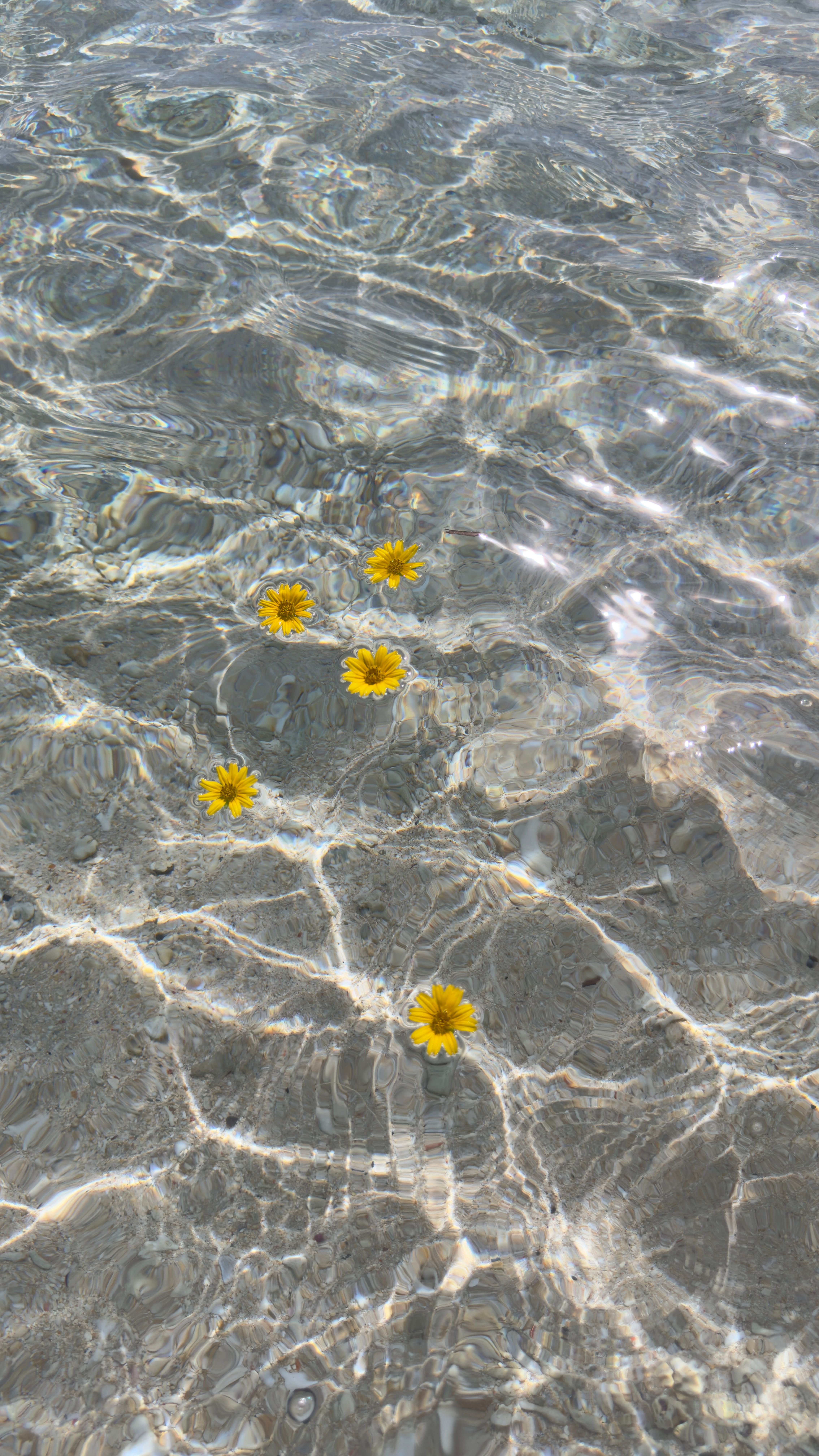 Yellow flowers gently floating in crystal-clear water, creating a serene and calming scene.