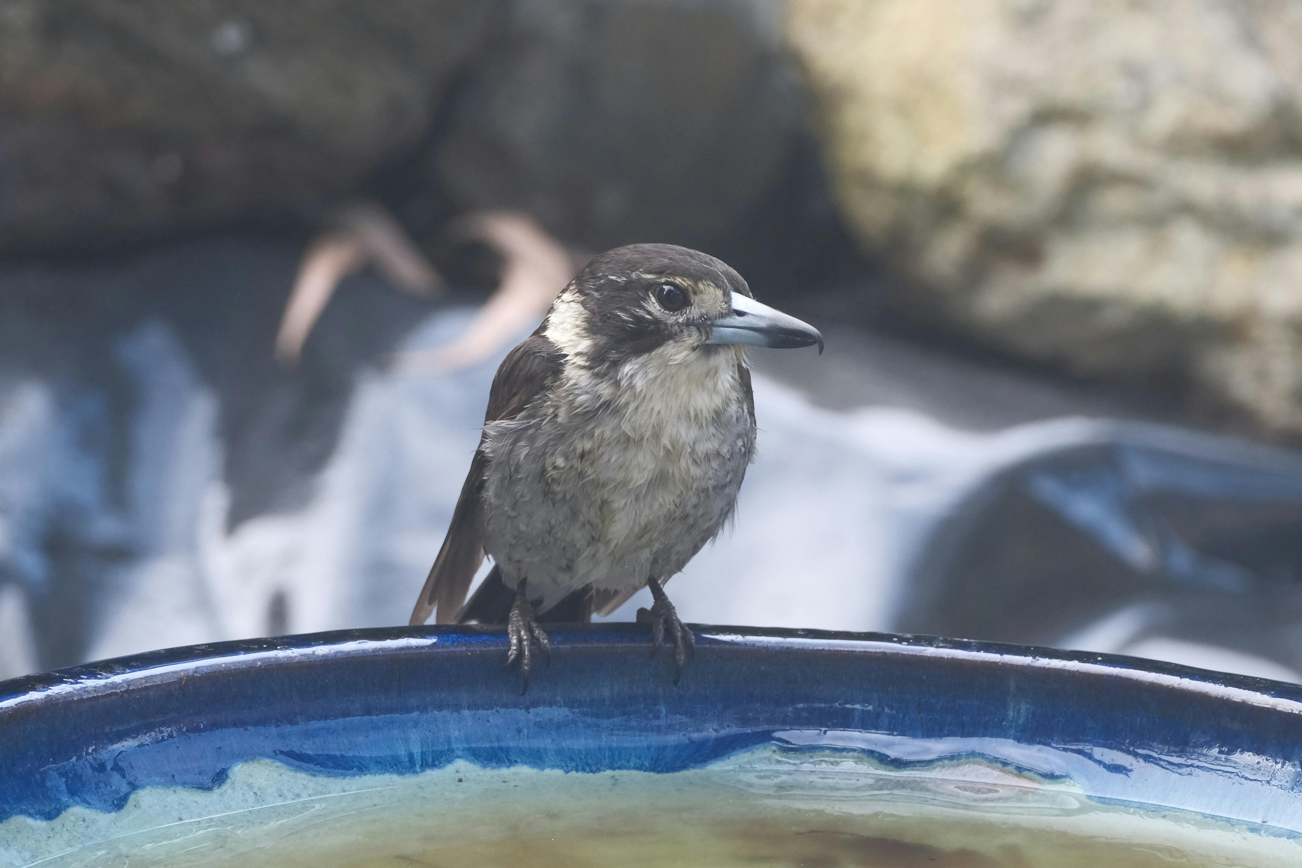 Les secrets de la harisse : évitez le sur-arrosage dans votre jardin !