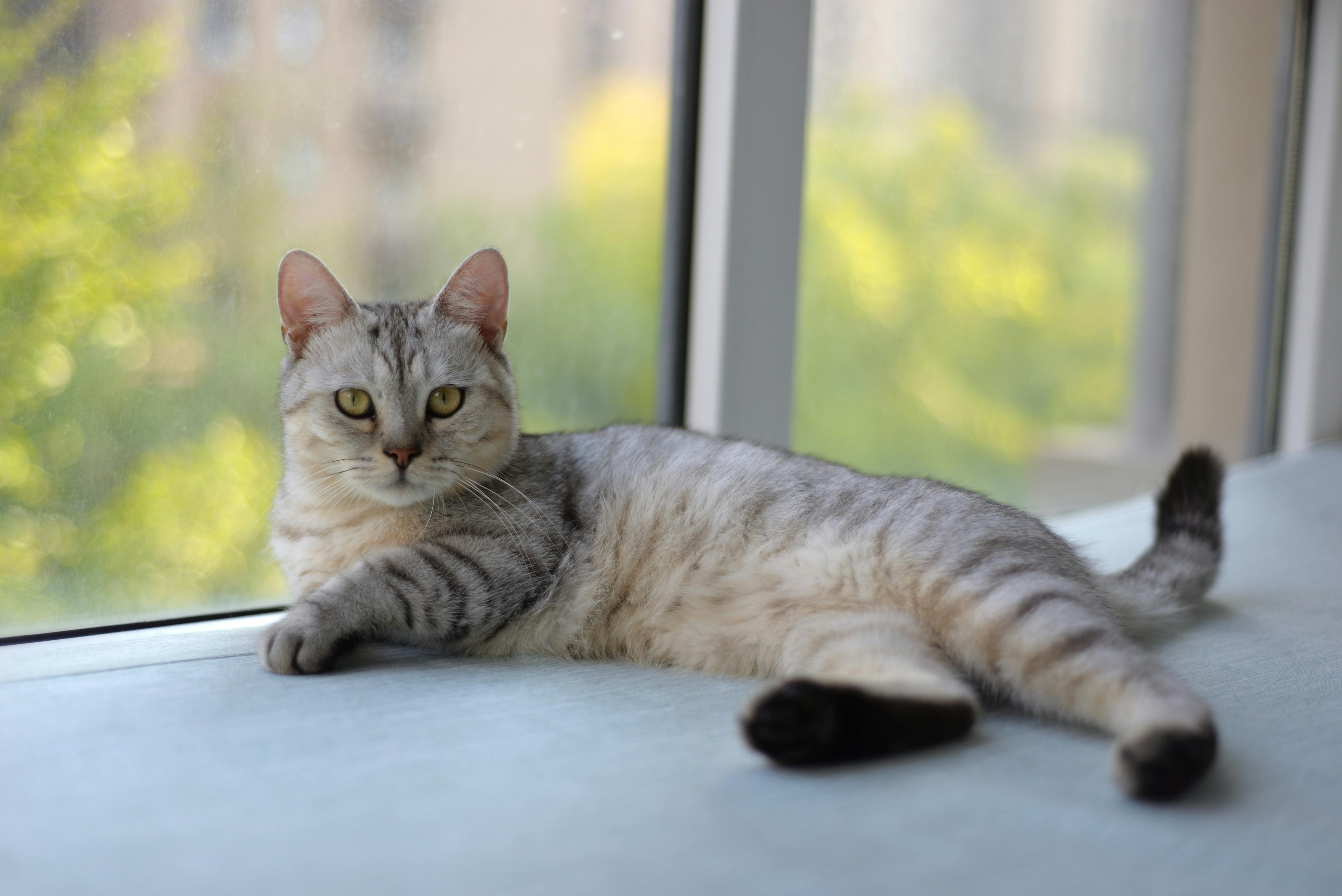 beijing pet technology — Photo by 大 董 on Pexels