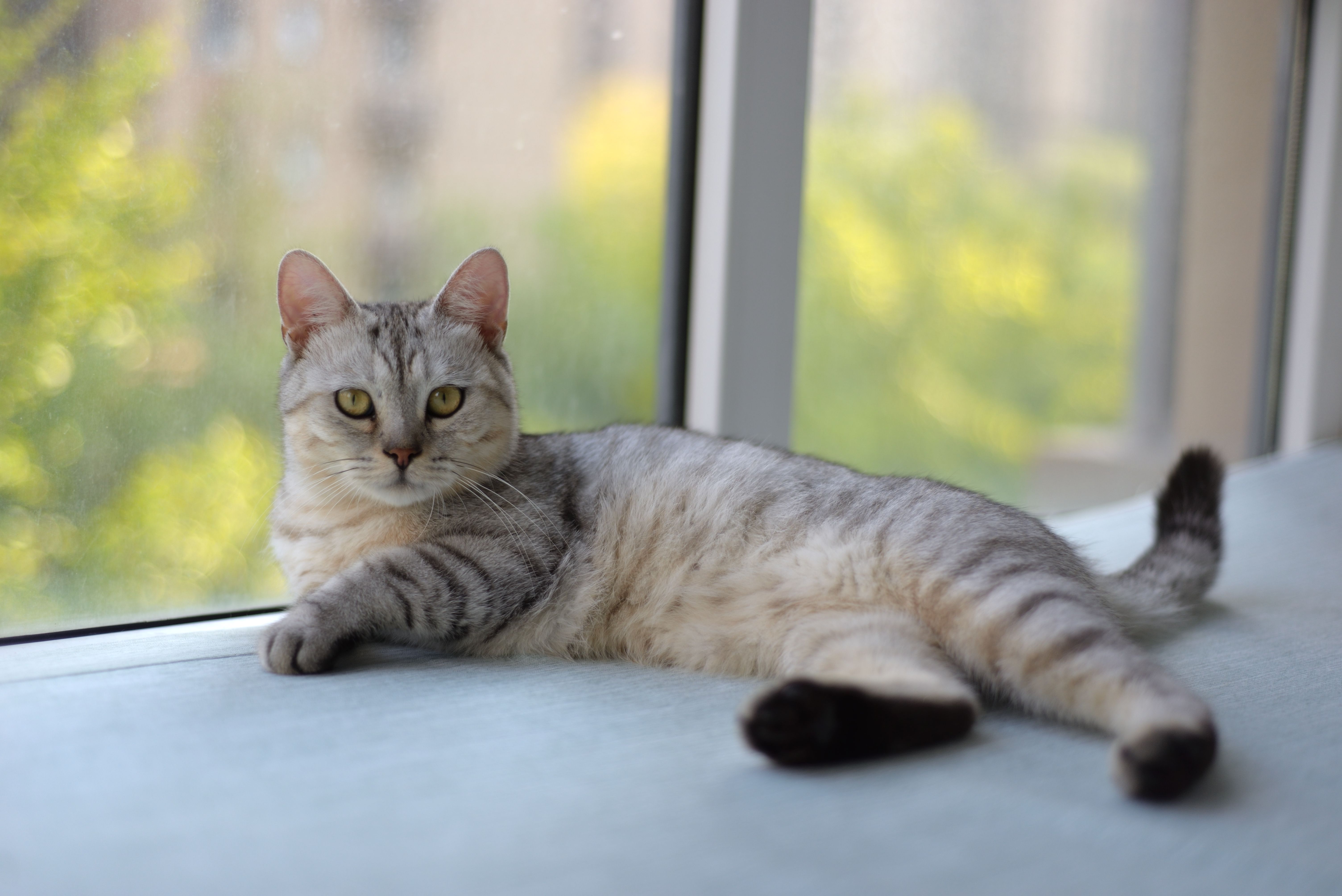 Free A relaxed gray cat lying by a sunny window, capturing a serene indoor moment. Stock Photo
