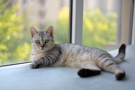 Factors Affecting Indoor Cat Lifespan