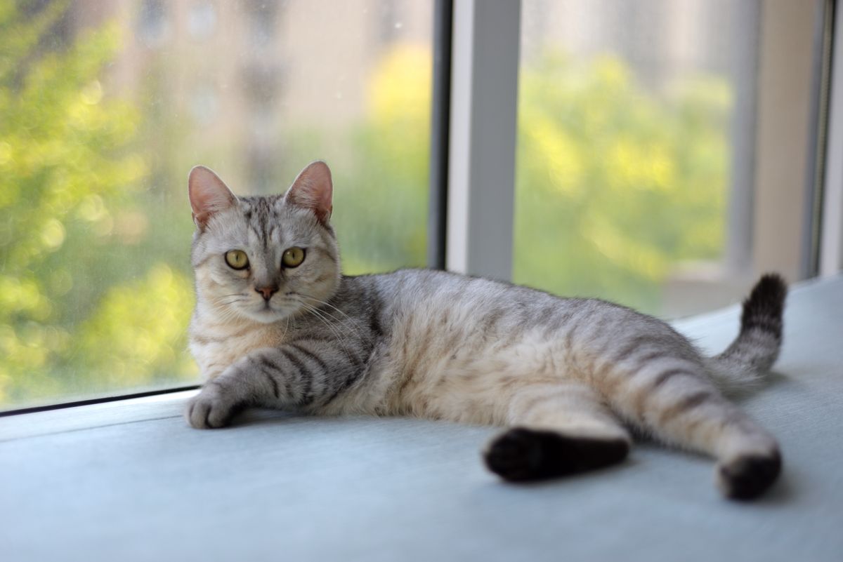 Indoor cat photographed at home