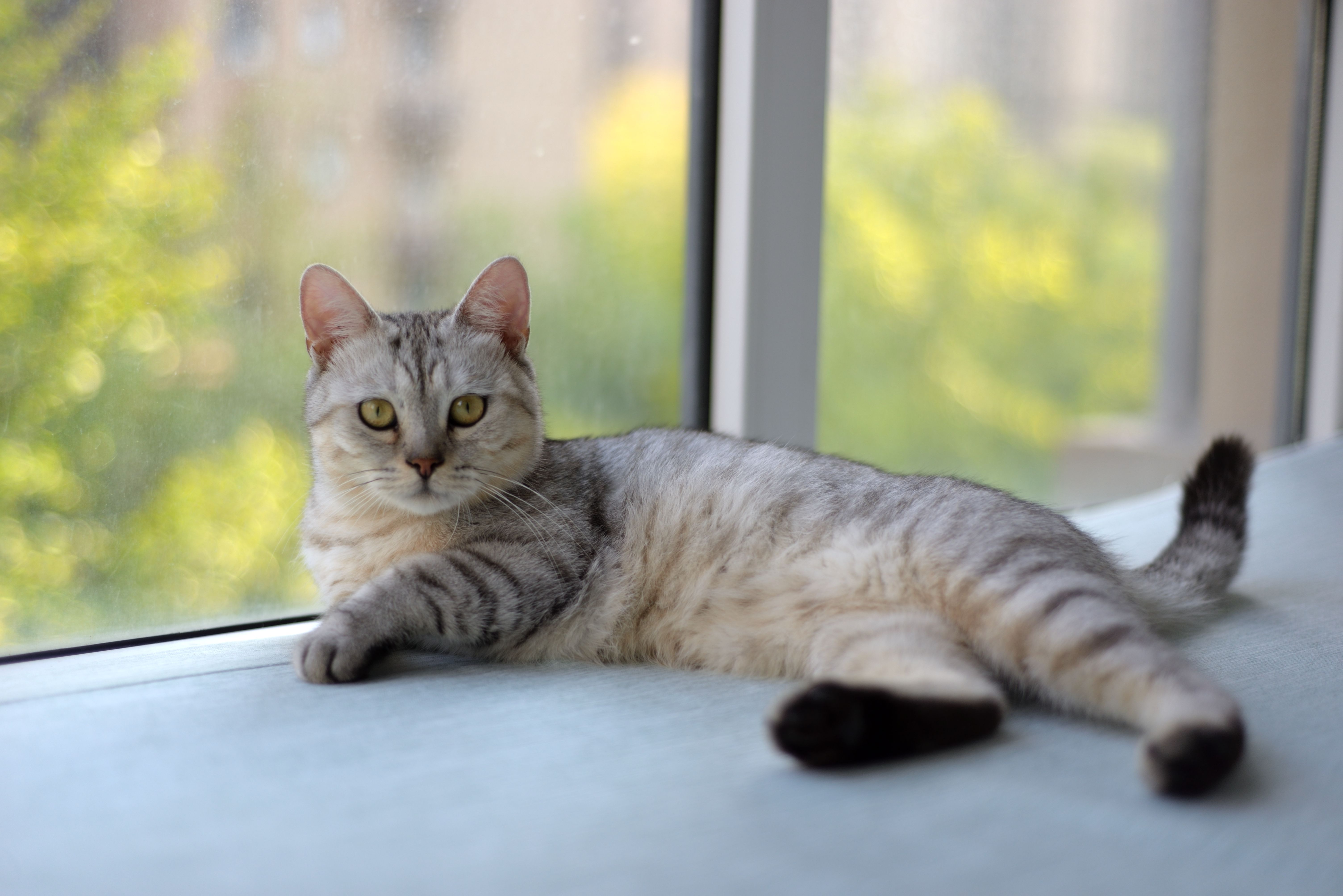 Free A serene gray tabby cat lounging by a sunny window indoors, capturing a moment of calm. Stock Photo