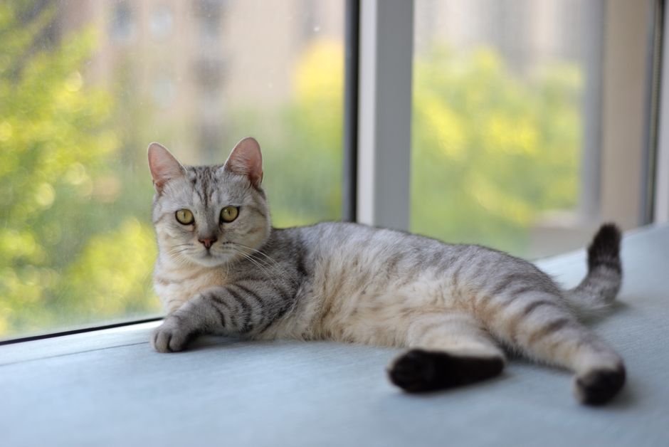 室内で窓の外を眺める猫