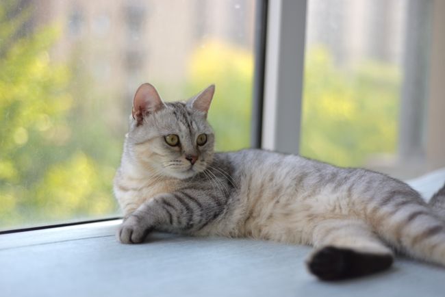 Indoor pet cat