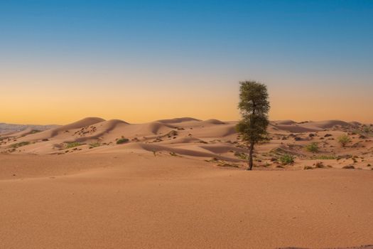 A mesmerizing view of the Sharjah desert at dusk with a solitary tree amidst rolling sand dunes.