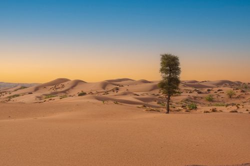 Free A mesmerizing view of the Sharjah desert at dusk with a solitary tree amidst rolling sand dunes. Stock Photo