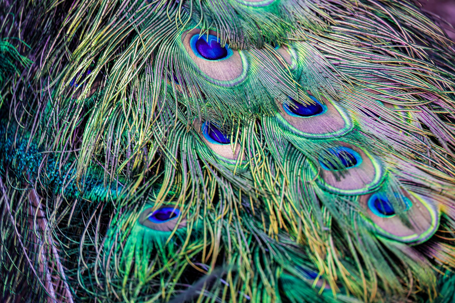 A detailed close-up of vibrant and colorful peacock feathers showing intricate patterns and textures.
