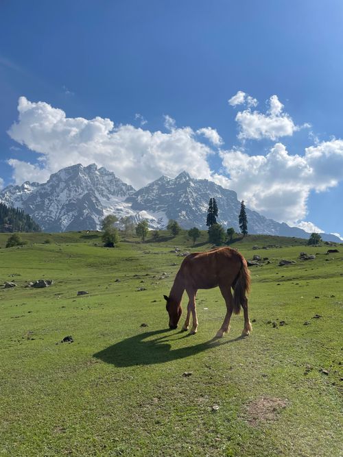 Free A peaceful scene of a horse grazing in a lush valley with majestic snow-capped mountains in the background. Stock Photo
