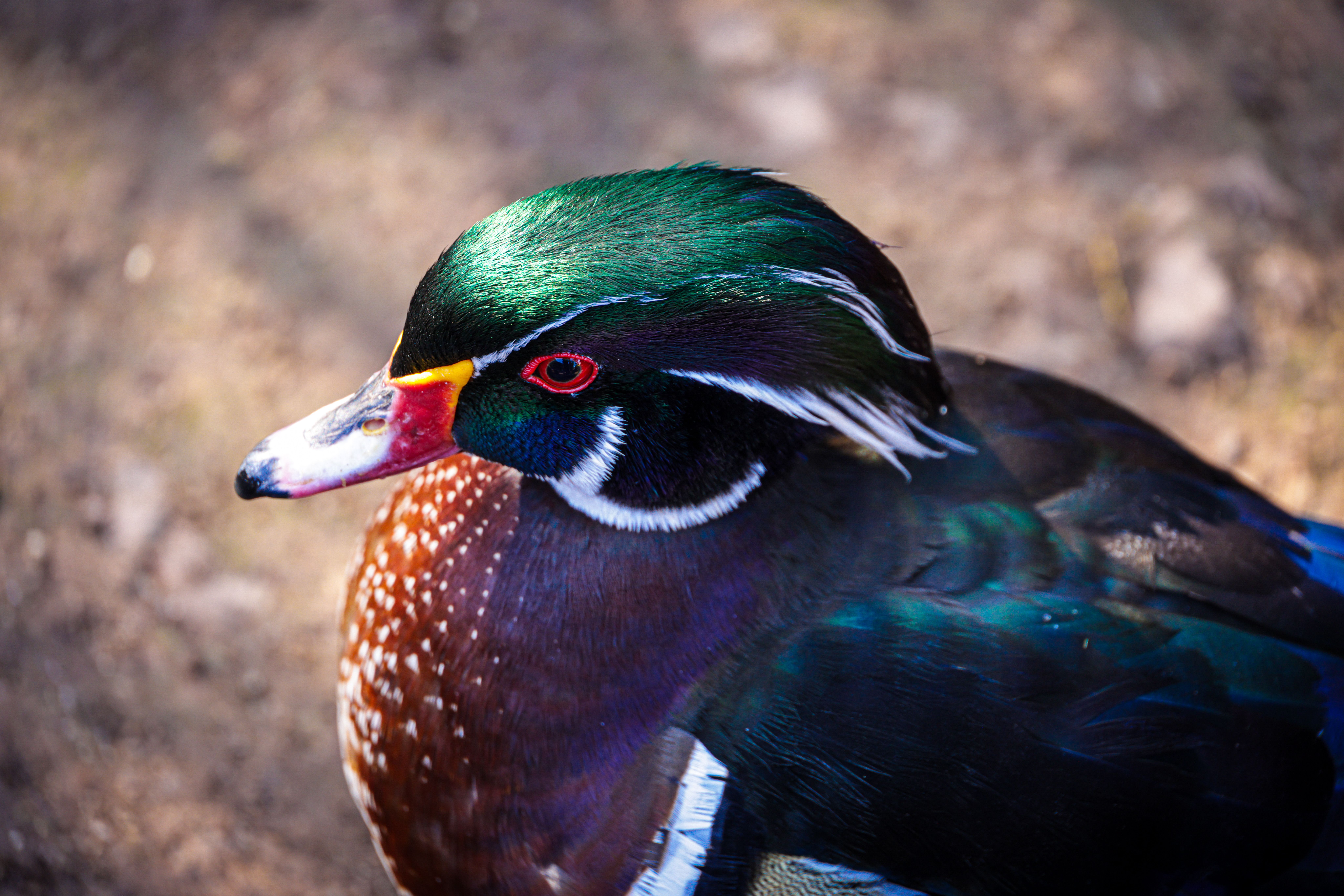 Vibrant Wood Duck with Bright Plumage · Free Stock Photo