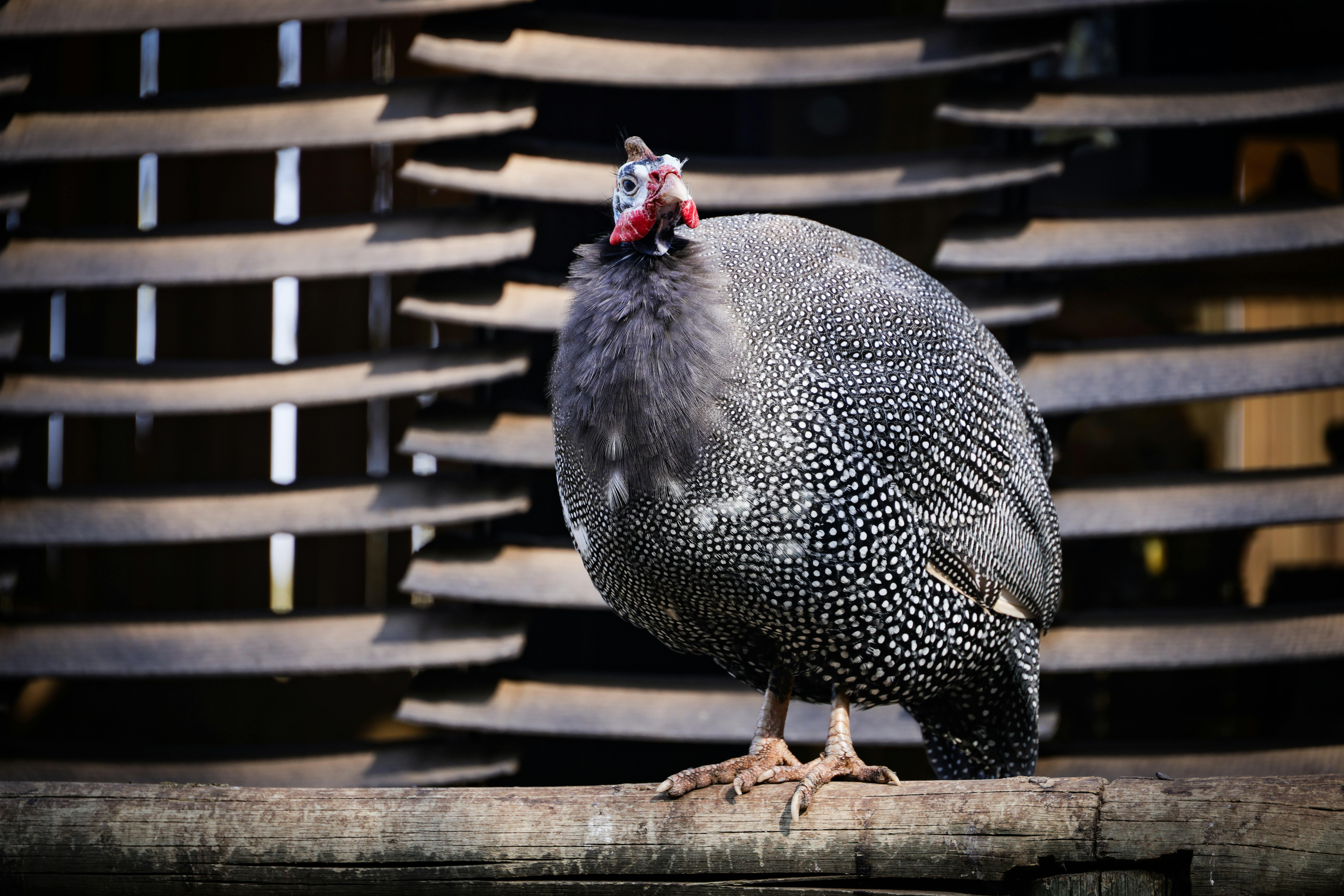 A detailed view of a Helmeted Guinea Fowl perched on a wooden fence with a textured background.