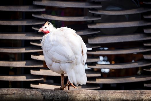 Albino guinea fowl standing on a log with a unique textured background, showcasing its vibrant red wattles.