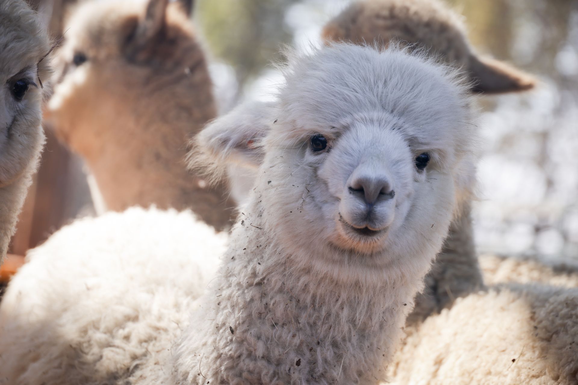 Free stock photo of alpaca, animals, cute animals