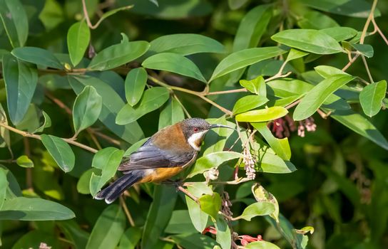 Eastern Spinebill.