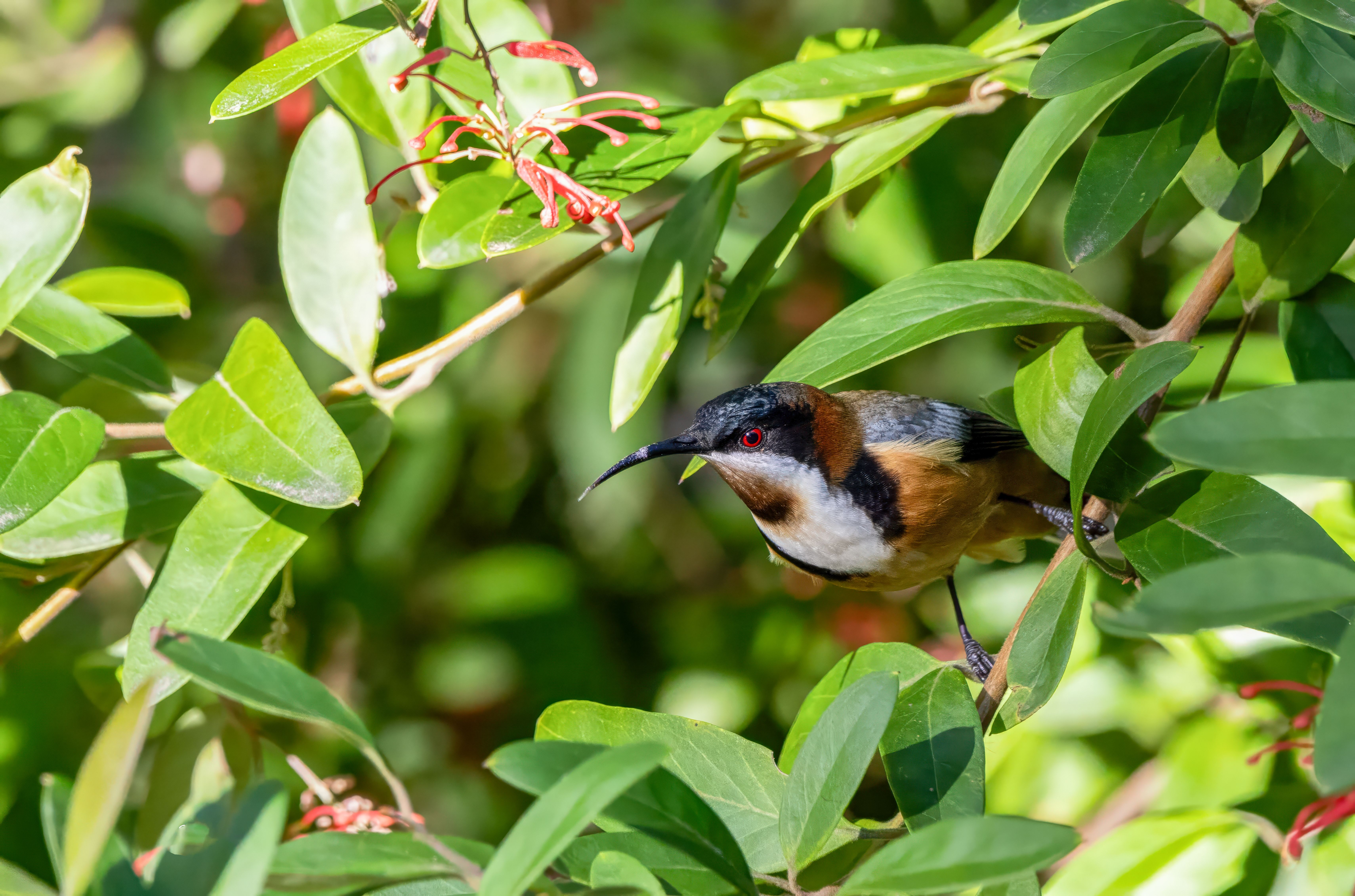 Top Native Plants That Attract Birds