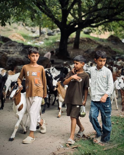 Free Three young boys herding goats along a path in a rural setting, surrounded by nature. Stock Photo