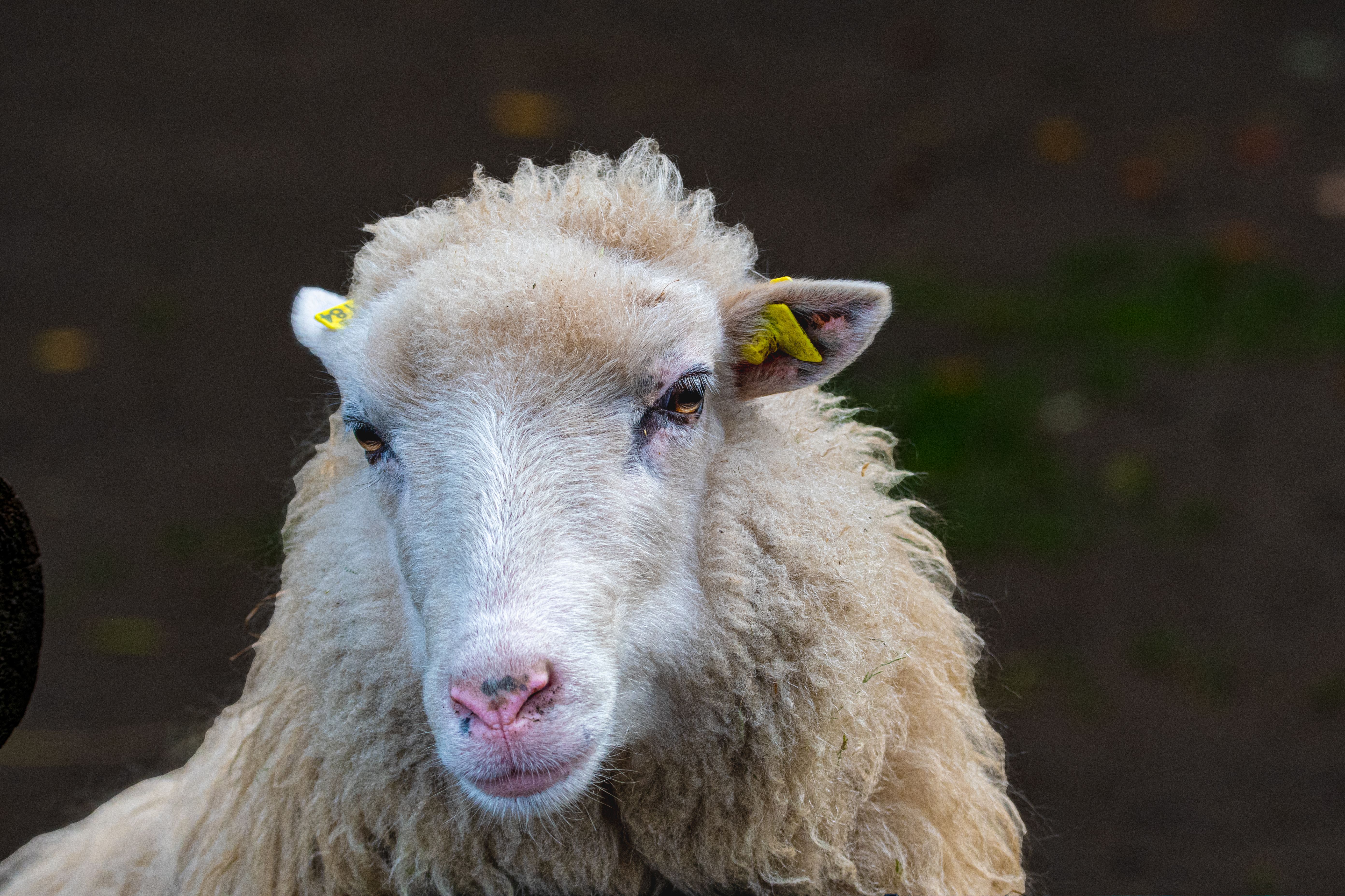 Portrait of a sheep at a veterinary clinic