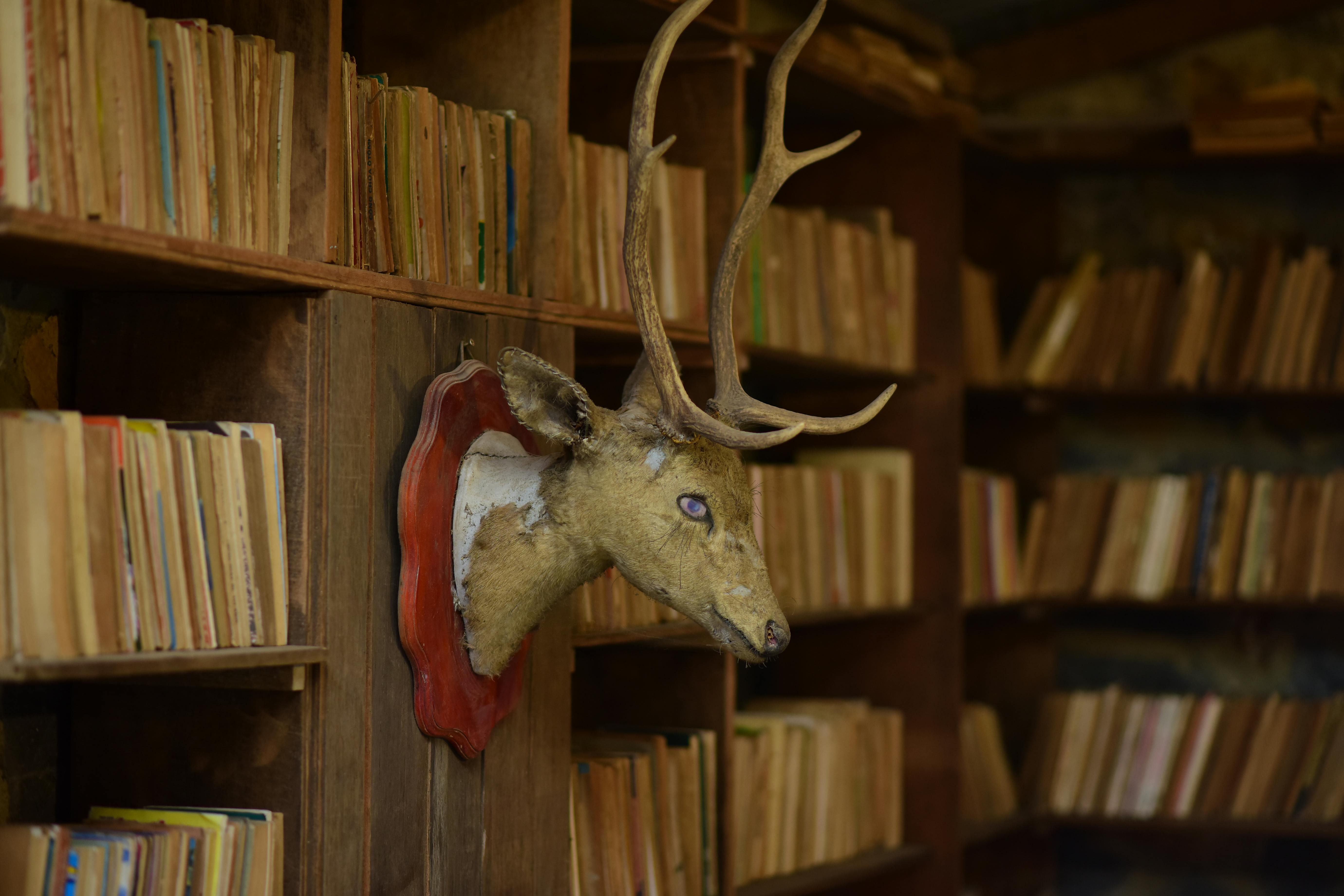 Cozy library setting featuring a deer head mount and wooden bookshelves with vintage books.