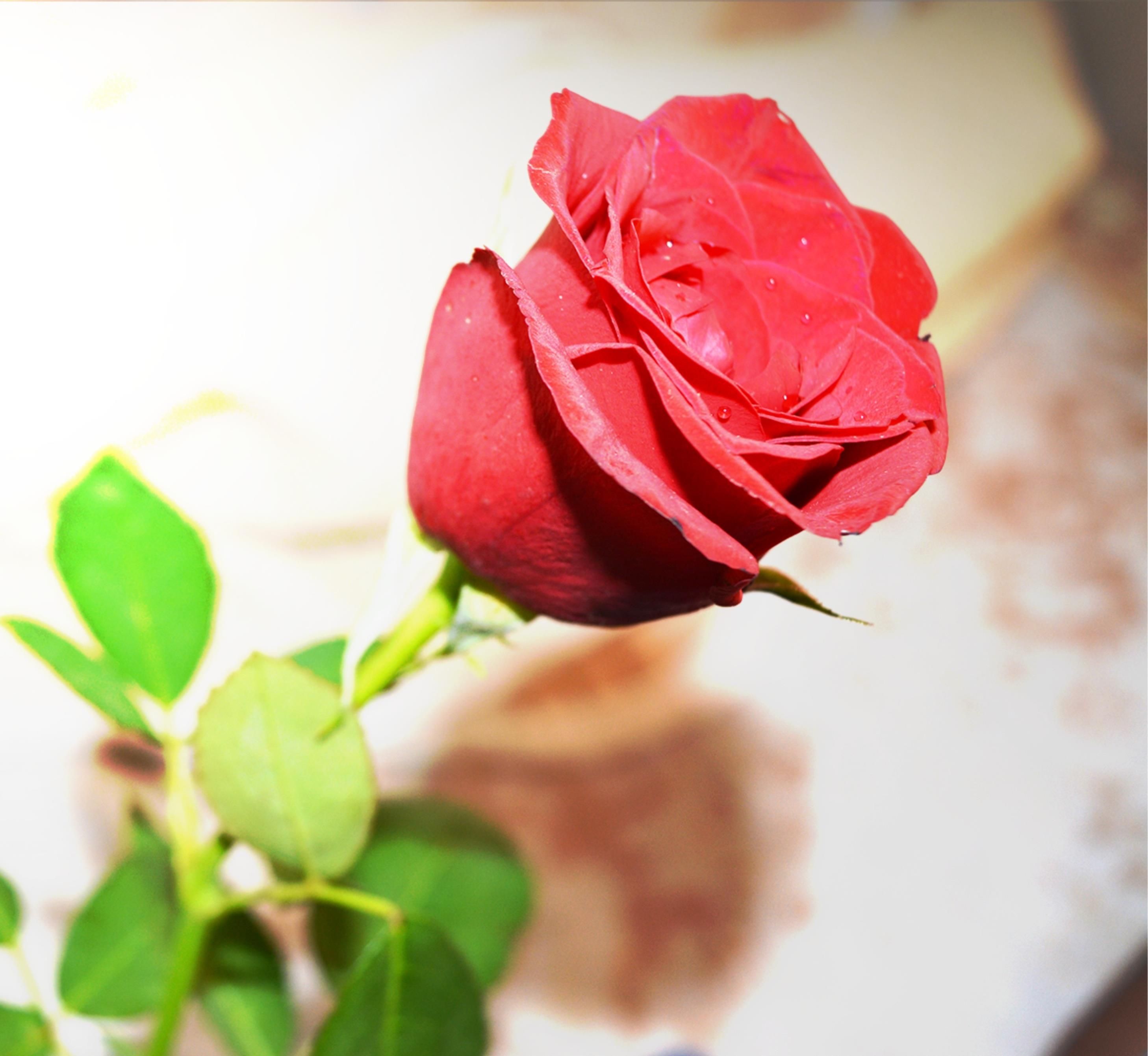 Free stock photo of green, red, roses