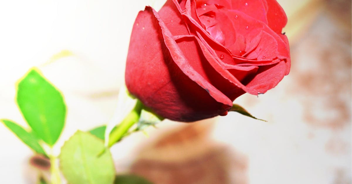 Free stock photo of :), flower, rose