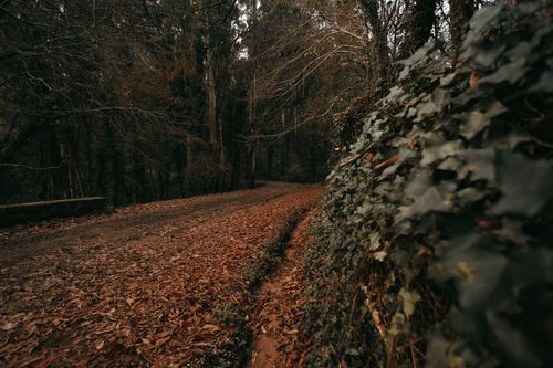 Free Explore a tranquil forest path covered in autumn leaves, surrounded by lush trees. Stock Photo