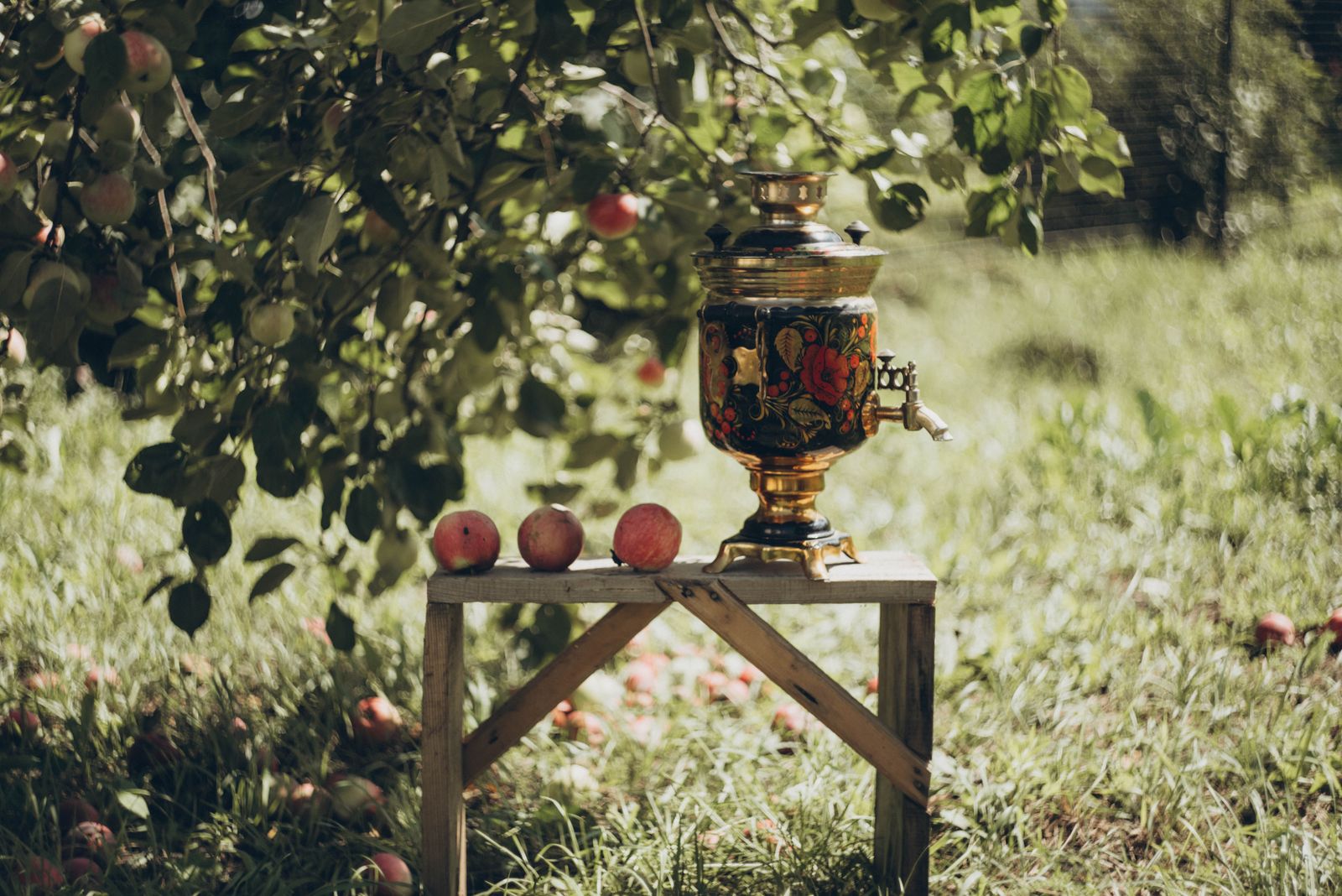 Verger en fleurs avec pommiers traditionnels et chai cidricole en arrière-plan