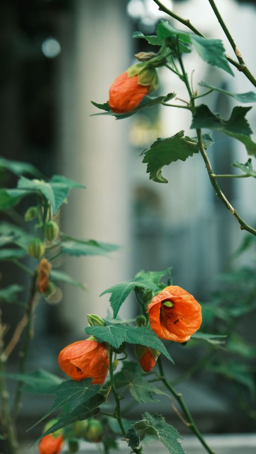 Free Vibrant orange Physalis flowers in a serene outdoor setting. Stock Photo