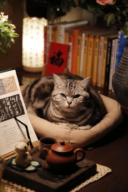 Grey tabby cat lounging in a comfortable bed surrounded by books and decor.