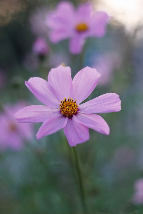 Free A delicate pink Cosmos flower in a soft-focus garden setting, perfect for botanical themes. Stock Photo