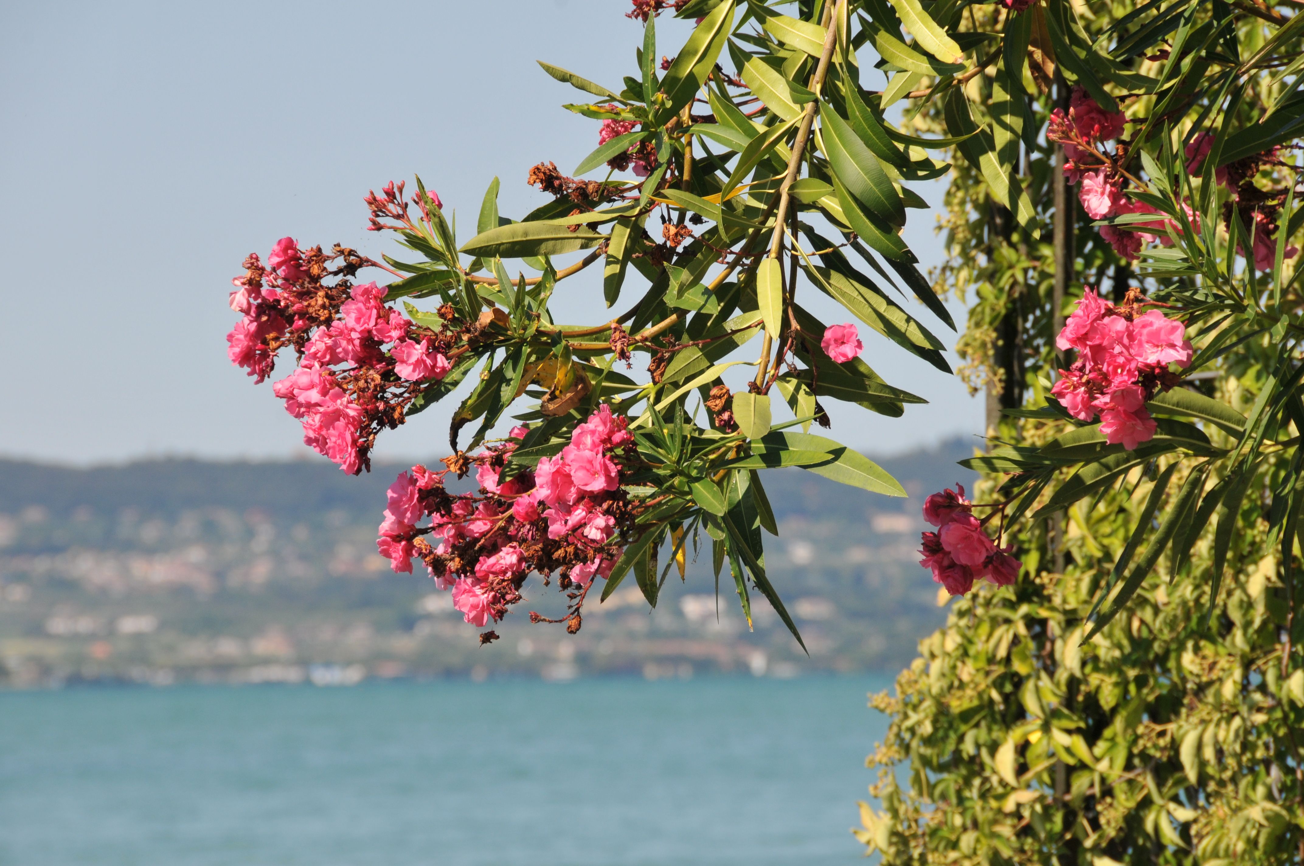 Sirmione