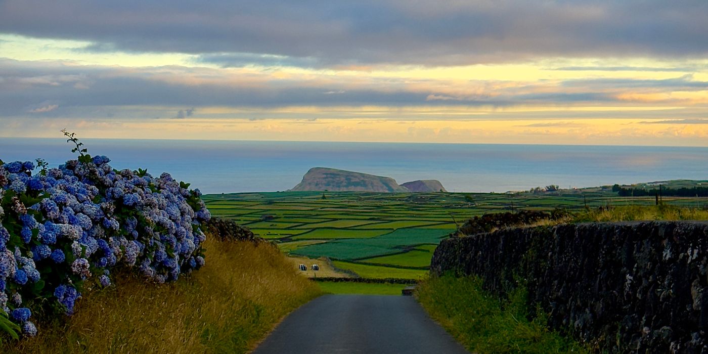 A quiet road on São Miguel lined with blue hydrangeas and green hills in the Azores