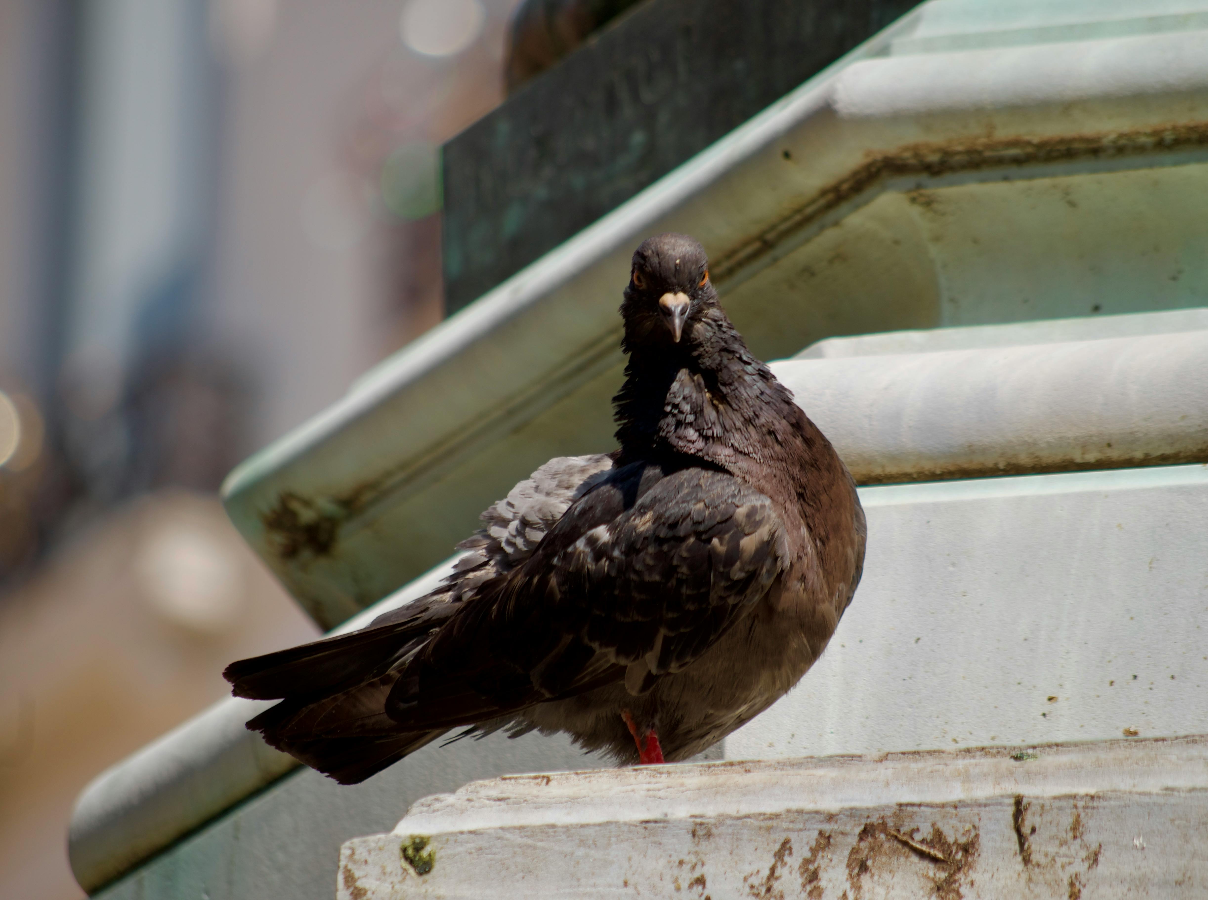 A pigeon perched on an ornate urban stone ledge with soft morning light - improve pigeon photo composition