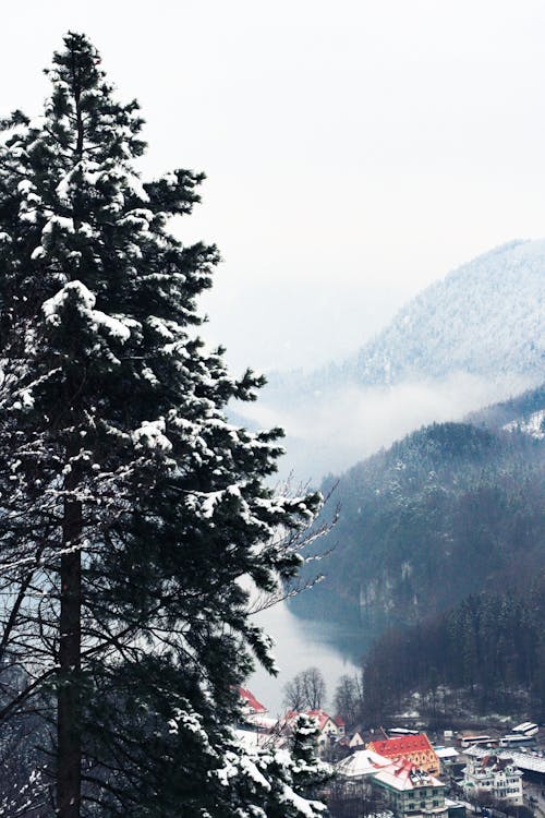 Základová fotografie zdarma na téma borovice, denní světlo, domy