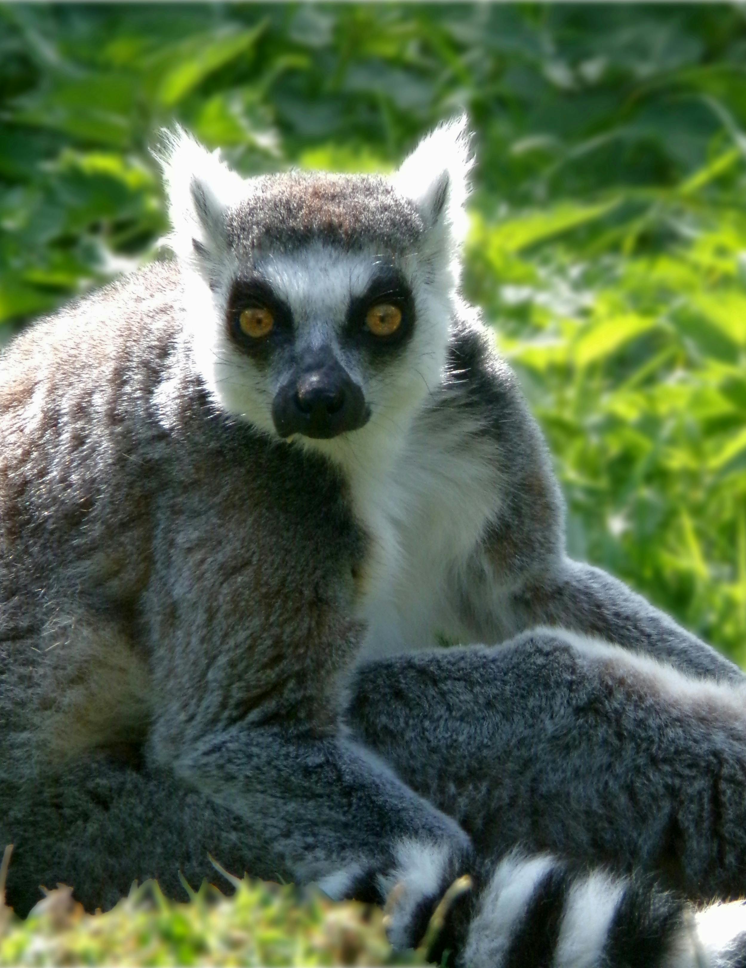 Lémur maki catta de Madagascar en gros plan dans la végétation au soleil