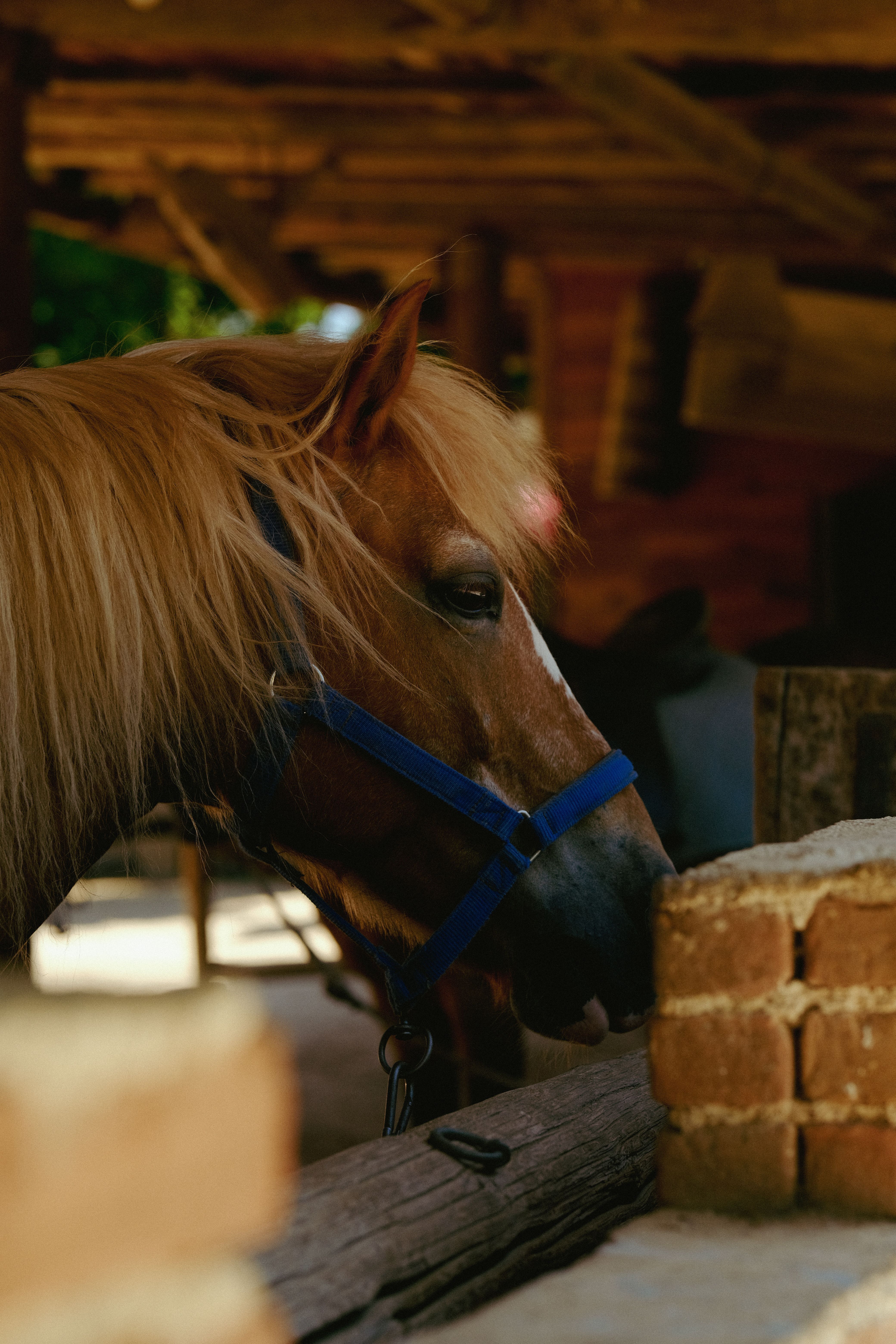 A beautiful horse with a blond mane and blue halter stands in a rustic outdoor setting.