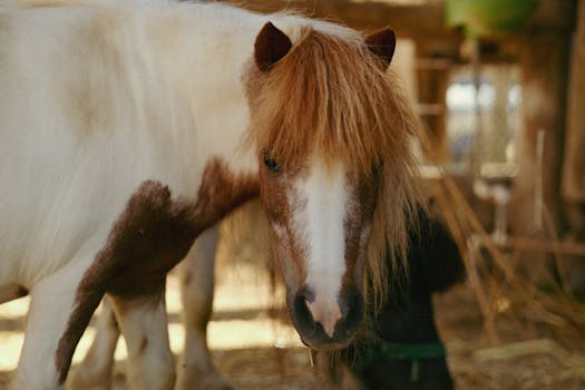 A charming pony with distinctive brown and white markings stands in a cozy stable, looking directly at the camera.