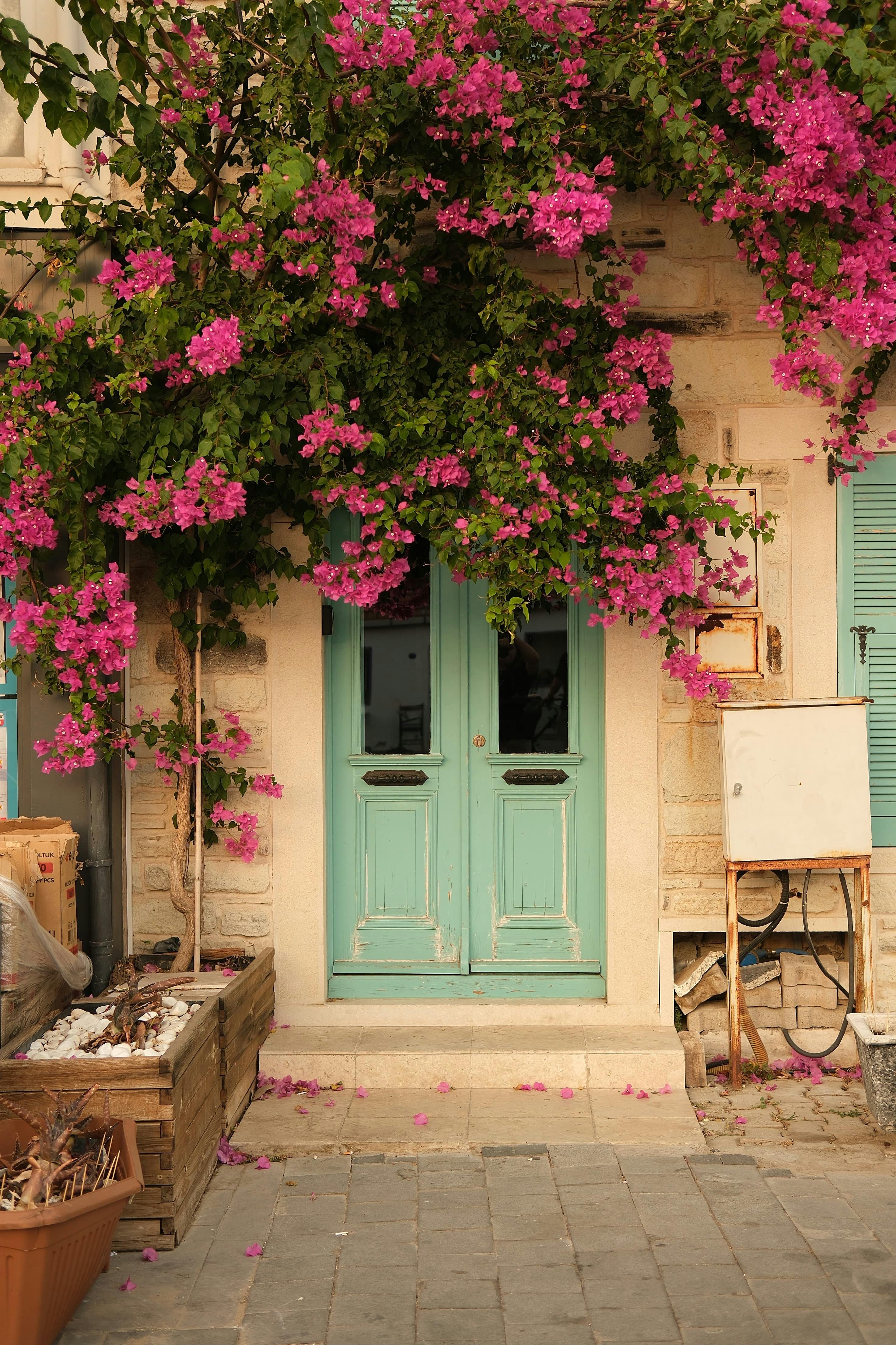 A picturesque Mediterranean doorway adorned with vibrant bougainvillea in İzmir, Türkiye.