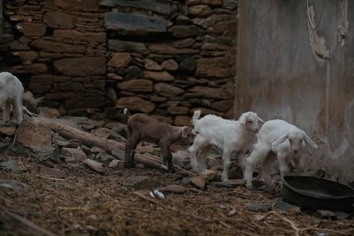 Free Adorable young goats exploring a rustic stone wall setting. Perfect for rural and farm themes. Stock Photo