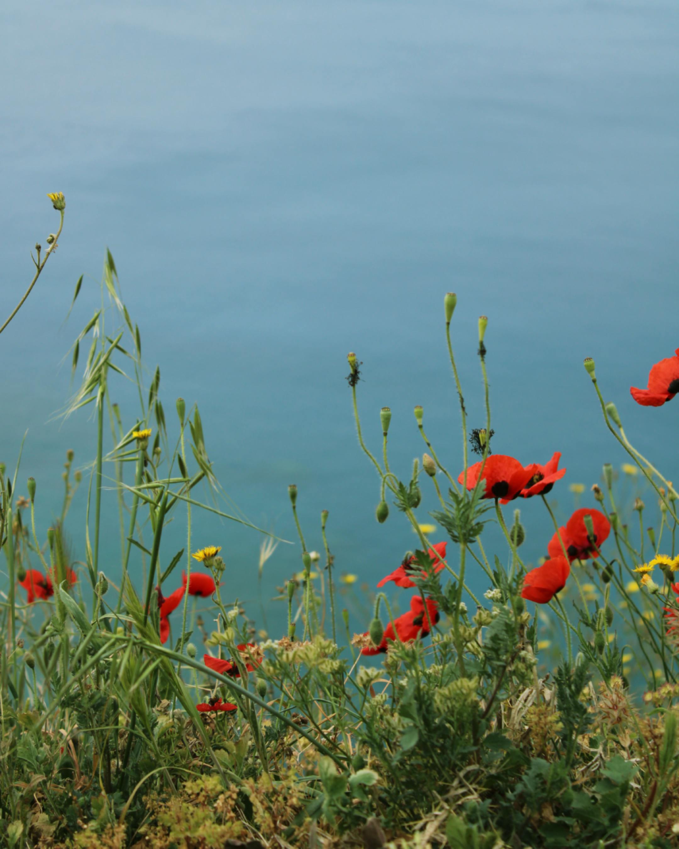 Bakırköy Dairelerinde Deniz Manzarası: Fiyat Farkları ve Yatırım Potansiyeli Hakkında Bilmeniz Gerekenler