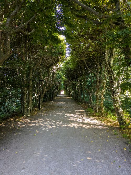 Free A serene pathway under a canopy of intertwined trees creating a tunnel effect. Stock Photo