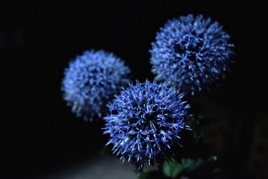 Macro shot of vibrant blue globe thistle flowers against a dark background.