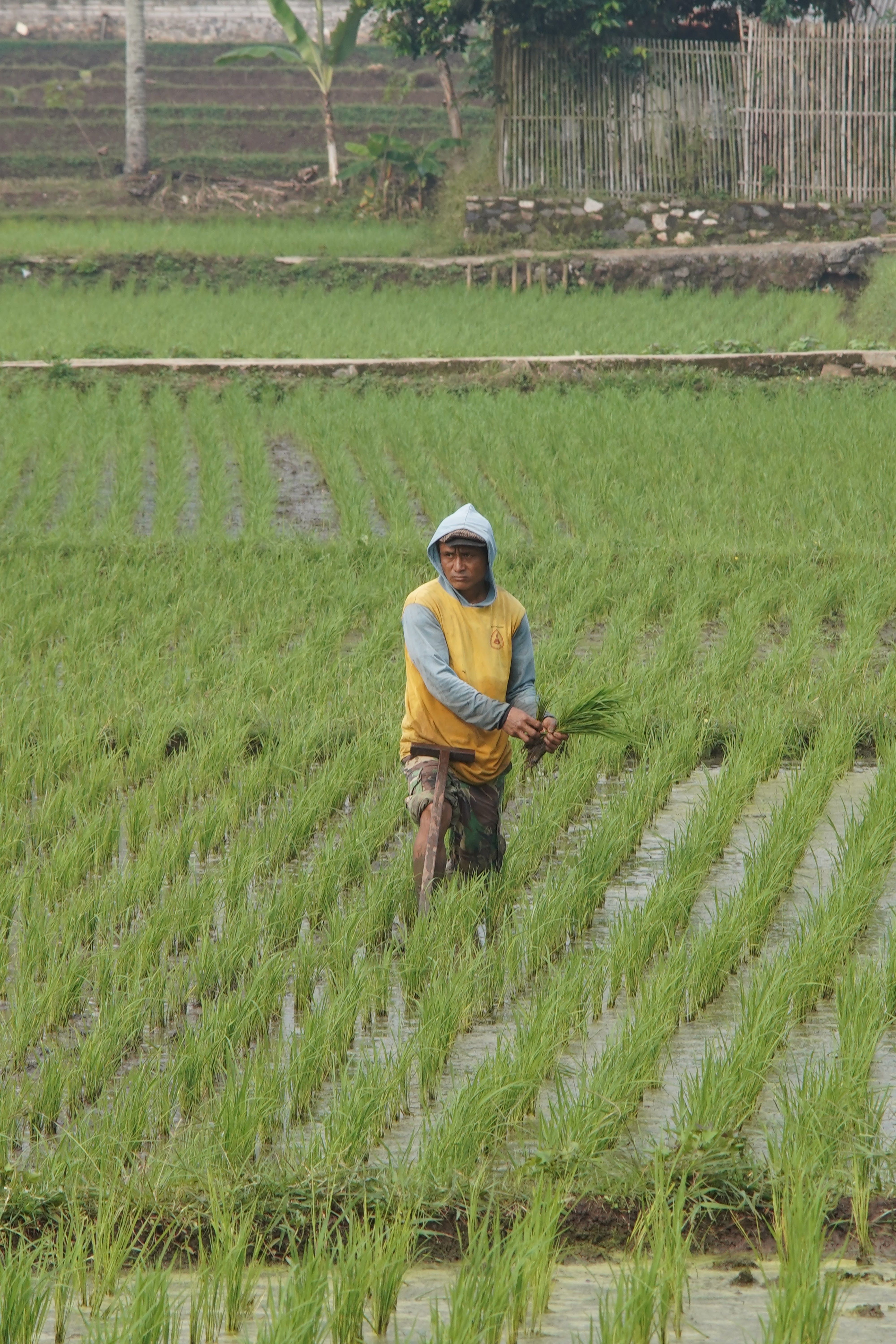 Farmer Working on Rice Field · Free Stock Photo