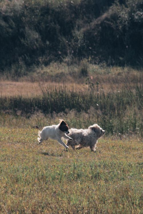 Free Two dogs joyfully running in a sunny field, capturing the essence of freedom and playfulness. Stock Photo