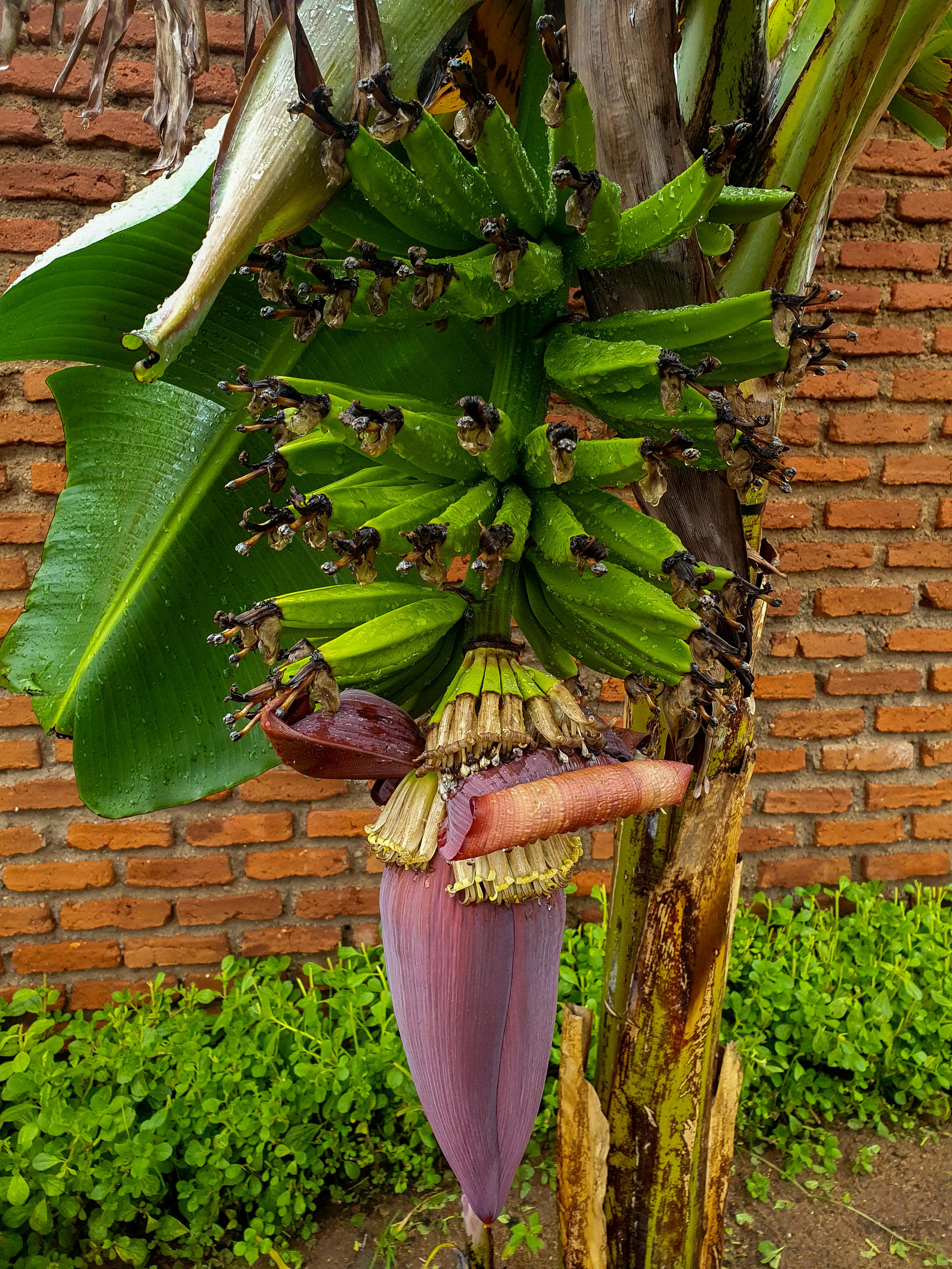 Unpeeling the Benefits of Nano Banana: The Future of Functional Food